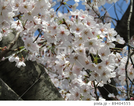 こじま花の会花畑桜並木の満開の桜 89404555