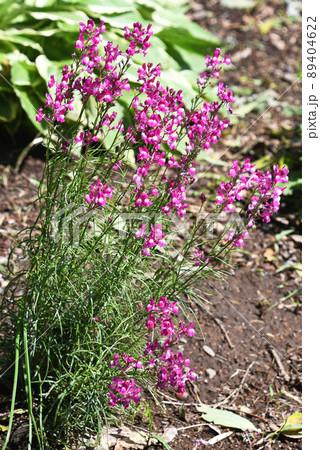 リナリア（姫金魚草） 89404622