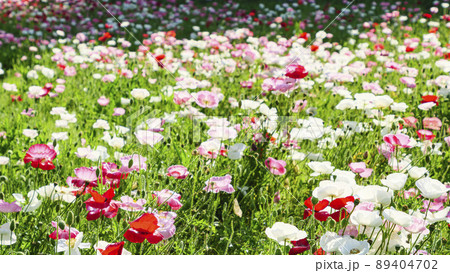 神奈川県横須賀市久里浜の花の国のポピー 神奈川県横須賀市久里浜の花の国のポピー 89404702