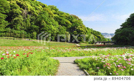 神奈川県横須賀市久里浜の花の国のポピー 89404706