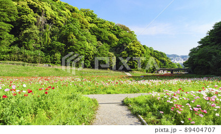 神奈川県横須賀市久里浜の花の国のポピー 神奈川県横須賀市久里浜の花の国のポピー 89404707
