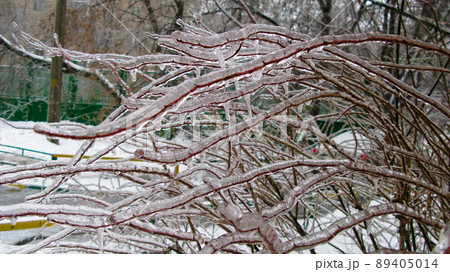 Closeup view to branches of tree after freezing rain, Moscow, Russia Closeup view to branches of tree after freezing rain, Moscow, Russia 89405014