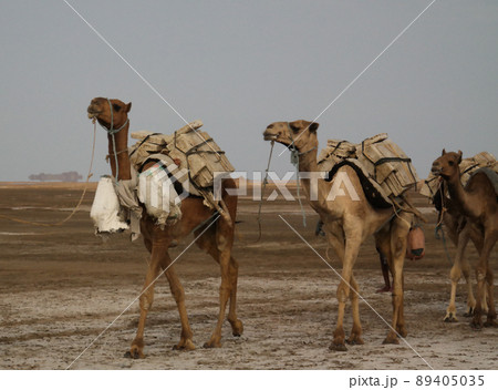 Transportation of salt slabs camel, Karum lake, Danakil Afar Ethiopia Transportation of salt slabs camel, Karum lake, Danakil Afar Ethiopia 89405035