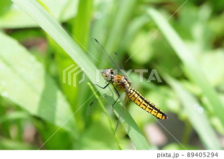 ハラビロトンボ（メス） 89405294