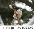 札幌市豊平区西岡公園の百舌鳥 89405325