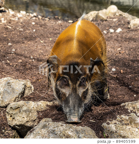Red river hog, Potamochoerus porcus, also known as the bush pig. Red river hog, Potamochoerus porcus, also known as the bush pig. 89405599