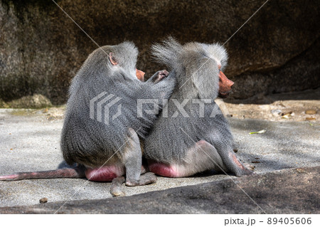 The hamadryas baboon, Papio hamadryas is a species of baboon The hamadryas baboon, Papio hamadryas is a species of baboon 89405606