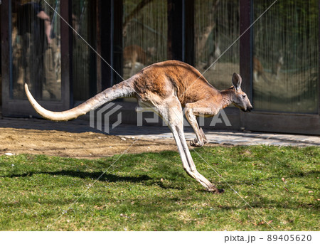 Red kangaroo, Macropus rufus in a german park 89405620