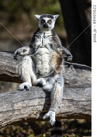 The ring-tailed lemur,Lemur catta with white ringed tail is the most known lemur The ring-tailed lemur,Lemur catta with white ringed tail is the most known lemur 89405622