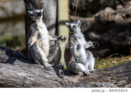 The ring-tailed lemur,Lemur catta with white ringed tail is the most known lemur The ring-tailed lemur,Lemur catta with white ringed tail is the most known lemur 89405624