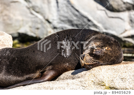 The South American sea lion, Otaria flavescens in the zoo The South American sea lion, Otaria flavescens in the zoo 89405629