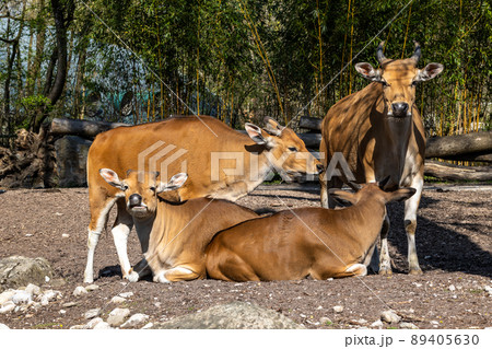 Banteng, Bos javanicus or Red Bull is a type of wild cattle. Banteng, Bos javanicus or Red Bull is a type of wild cattle. 89405630