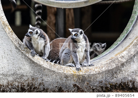The ring-tailed lemur,Lemur catta with white ringed tail is the most known lemur The ring-tailed lemur,Lemur catta with white ringed tail is the most known lemur 89405654