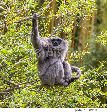 Silvery gibbon, Hylobates moloch having fun in a German park 89405655