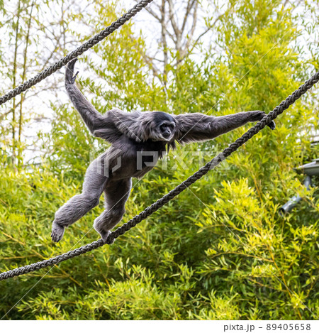 Silvery gibbon, Hylobates moloch having fun in a German park Silvery gibbon, Hylobates moloch having fun in a German park 89405658