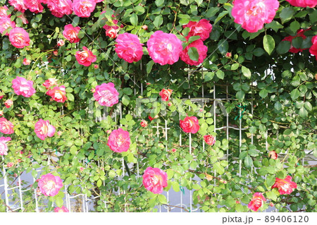 薔薇 薔薇 89406120