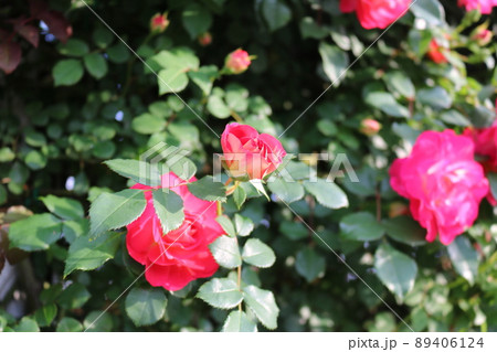 薔薇 89406124