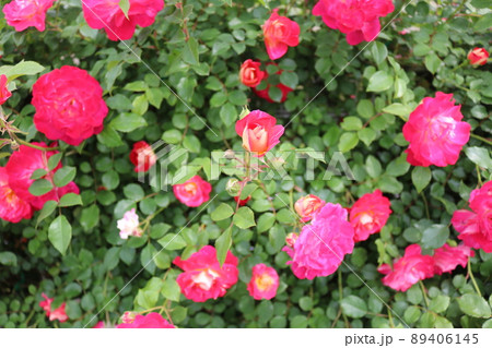 薔薇 89406145