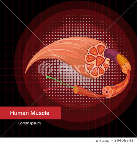 Human muscle anatomy structure 89406243