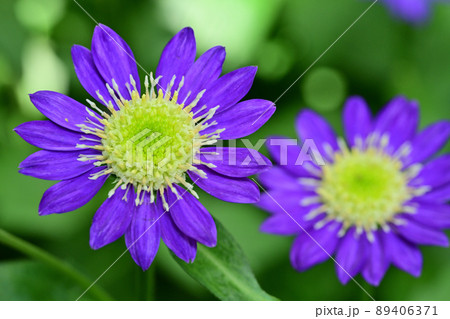 ミヤコワスレ 89406371