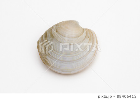 カガミガイ（鏡貝） 89406415