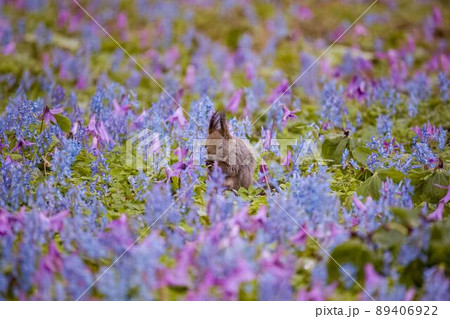 エゾリス エゾリス 89406922