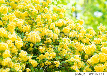 満開の黄モッコウバラ 89407141
