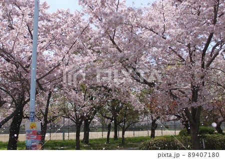 大阪市桜ノ宮公園の桜風景 89407180