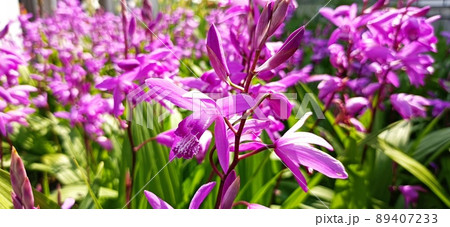 シラン（紫蘭） 89407233