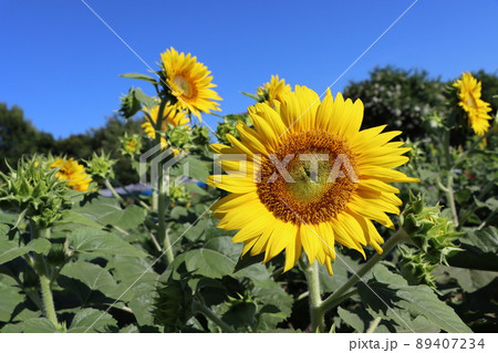 向日葵と青空はベストマッチ 89407234