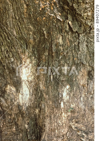 Close-up shot texture brown tree dry bark of trunk, vertical view. 89407279