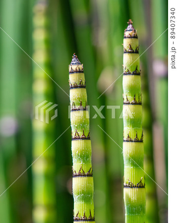 トクサの若芽 89407340