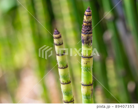 トクサの若芽 トクサの若芽 89407355