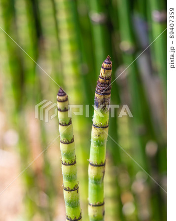 トクサの若芽 トクサの若芽 89407359