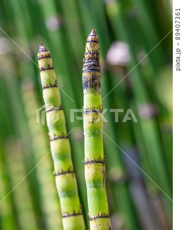 トクサの若芽 89407361