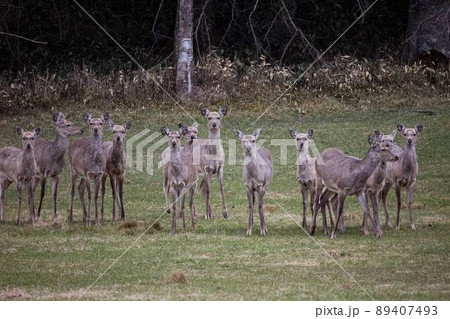 エゾシカ 89407493