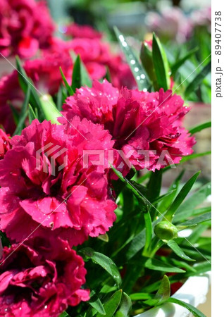 ポットカーネーション（デイアデュールオスカ）赤色 89407738