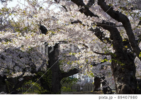 五稜郭公園の春の桜 89407980