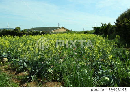 値崩れで収穫放棄されたキャベツ 89408143