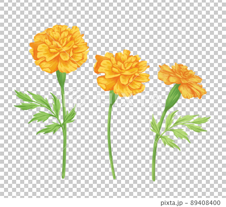 Hand-drawn Watercolor Illustration of Marigold Hand-drawn Watercolor Illustration of Marigold 89408400