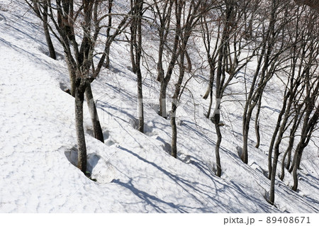 雪国に春を告げる根開き 89408671