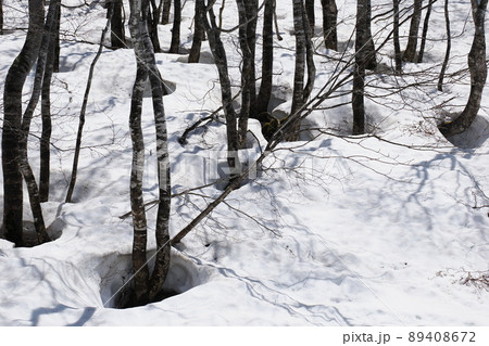 木の根元から雪が解けはじめる 89408672