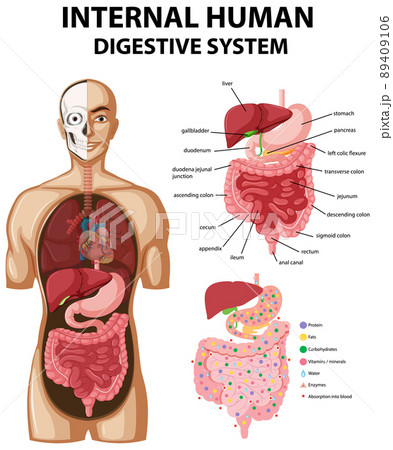 Diagram showing internal human digestive system 89409106