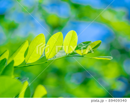 ハリエンジュの若葉 89409340