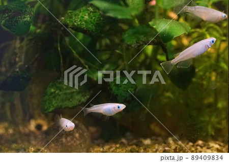 アオメダカ 水槽 アオメダカ 水槽 89409834