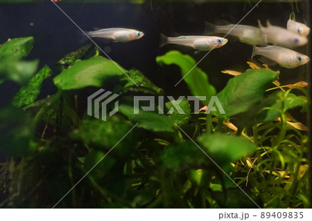 アオメダカ 水槽 アオメダカ 水槽 89409835