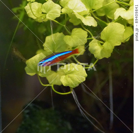 カージナルテトラ 熱帯魚水槽 カージナルテトラ 熱帯魚水槽 89409841