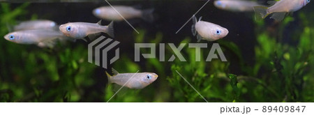 アオメダカ 水槽 アオメダカ 水槽 89409847
