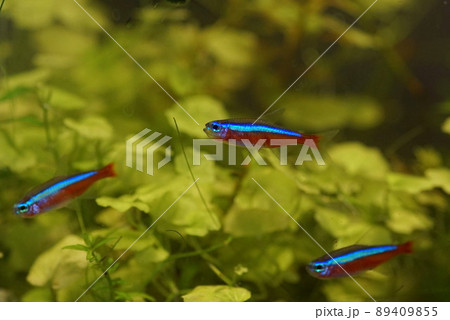 カージナルテトラ 熱帯魚水槽 カージナルテトラ 熱帯魚水槽 89409855