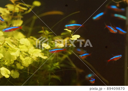 カージナルテトラ 熱帯魚水槽 カージナルテトラ 熱帯魚水槽 89409870
